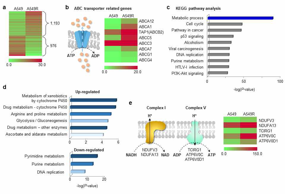 RNA-seq 분석 결과 항암제 내성이 높은 세포는 복합체 1의 발현이 증가되어 있음.