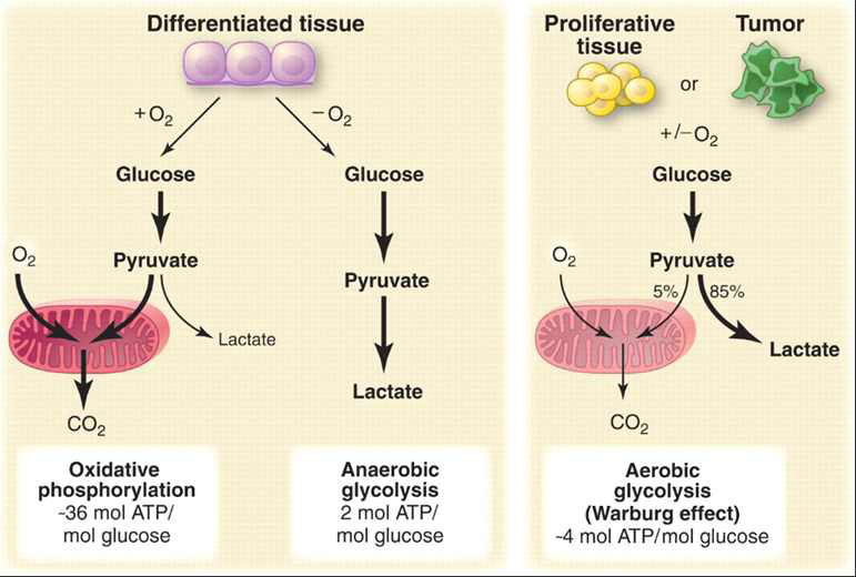 Warburg effect. 세포의 특성에 따라, 산소의 유무에 따라 glycolysis에서 발생되는 ATP의 양이 차이가 남