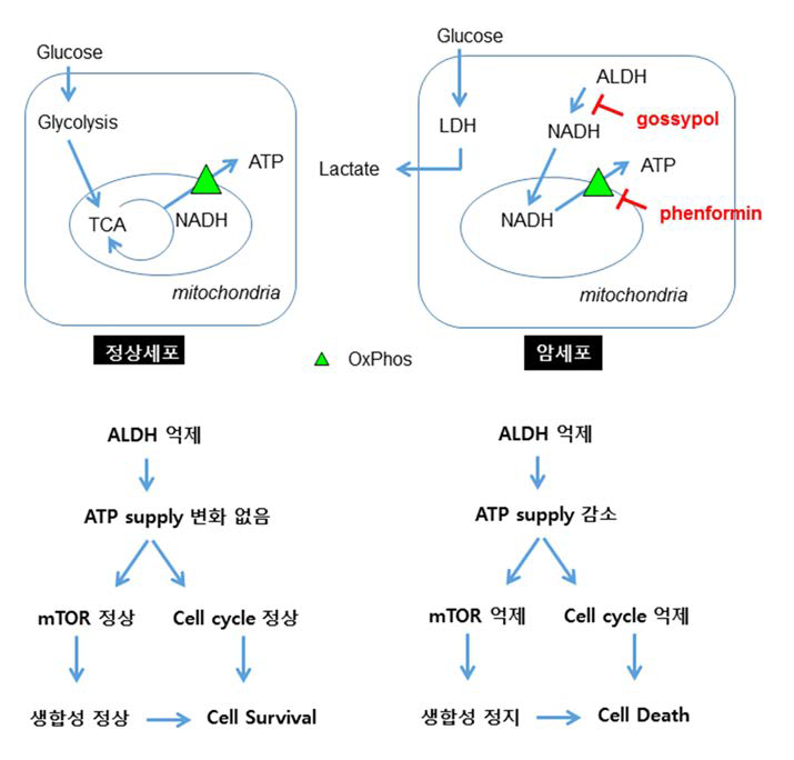 암세포에서 ALDH 에 의존하여 세포질에서 NADH 의 생산을 증가하고 있음을 발견함.