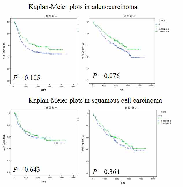 Adenocarcinoma와 squamouse cell carcinoma환자를 대상으로 ALDH3B2의 발현과 생존과의 관련성을 분석한 그림.