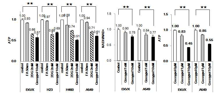 ALDH를 억제하는 gossypol을 처리한 결과 NADH/ATP의 생산량이 급격히 감소함.