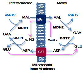 Malate-Aspartate Shuttle. MAL, malate; ASP,