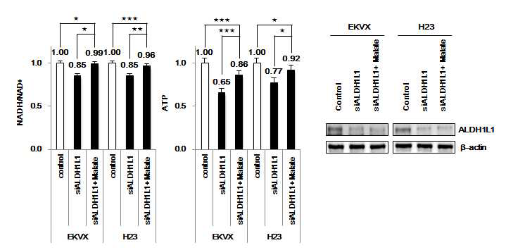 ALDH1L1을 knock down하고 malate를 처리하여 ATP 생산이 회복되는 것을 증명함.