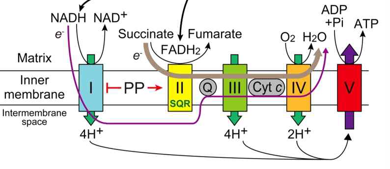 미토콘드리아에 들어온 NADH의 전자가 complex I, III, IV를 거치면서 10개의 proton을 밖으 로 내보내고, 이로인해 형성된 proton gradient가 안으로 들어오면서 ATP를 생성함.