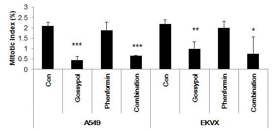 세포주기를 측정한 결과 gossypol 단독 혹은 phenformin 병행으로 세포주기가 현격히 억제되 는 것을 보여줌.