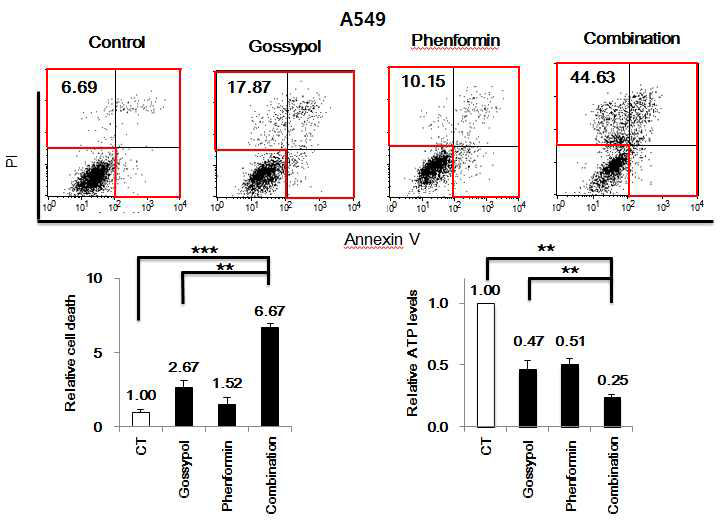 Gossypol과 phenformin의 combination처리에 의한 세포사멸은 6배 증가하고, ATP 합성은 75% 감소함.