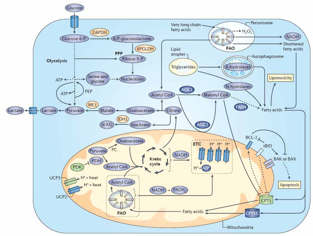 암세포에서 지방산 산화가 에너지대사에 크게 기여 하고 있음.