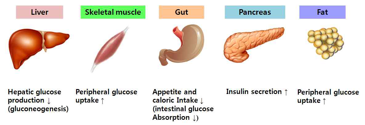 Metformin의 전체적인 작용기전