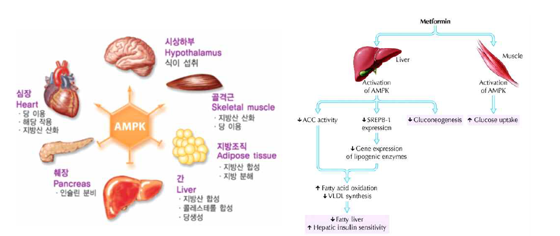 AMPK에 대한 metformin의 작용기작