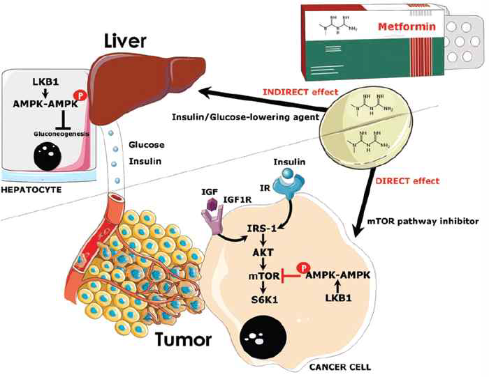 Metformin의 암 억제 작용기전