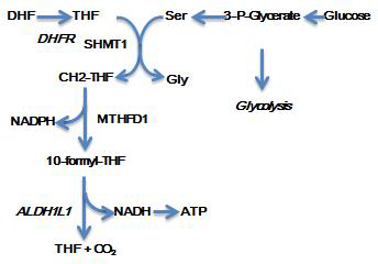 folate metabolism에서 ALDH1L1의 역할.