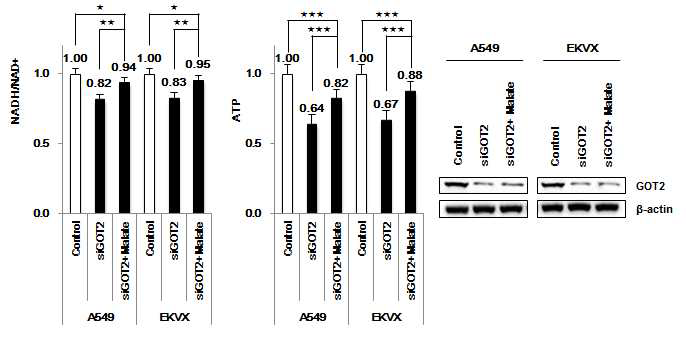 GOT2를 knock down하고 감소된 ATP 생산을 malate처리로 회복되는 것을 증명함.
