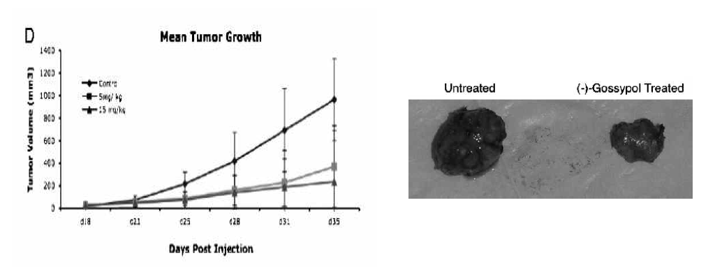 Head and neck sq cancer에서 gossypol (AT-101, - form) 단독으로 dose 의존적 항암효 능을 보이고 있음