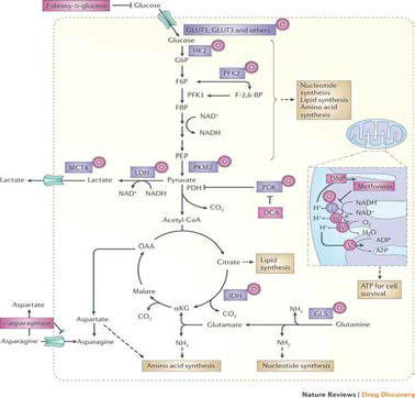 Targeting metabolic enzymes as a strategy to block biosynthesis or induce energy stress