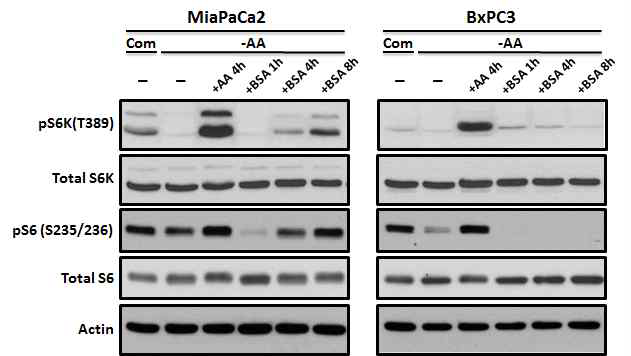 MiaPaCa-2(KRasG12V)와 BxPC3(KRas WT)에서 아미노산 결핍으로 감소된 mTORC1활성이 BSA 처리한 후 회복되는 현상