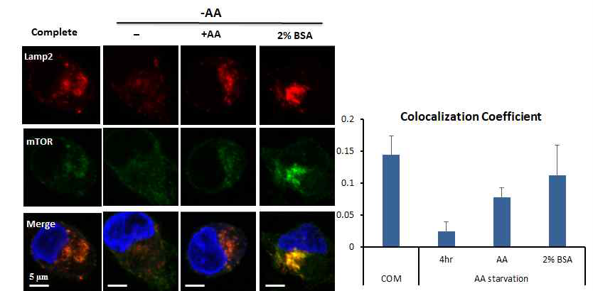 MiaPaCa-2에서 mTOR의 lysosome 으로의 localization 변화로 보이는 BSA에 의한 mTORC1 활성 회복