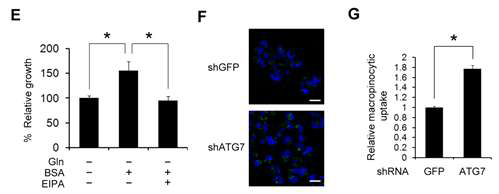 Glutamine결핍시 유도된 macropinocytosis에 의한 BSA이용한 세포성장 회복