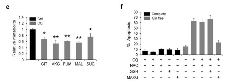 Glutamine의 TCA 중간대사물로의 유입이 유도된 Autophagy 저해에 따른 세포 사멸효과 억제