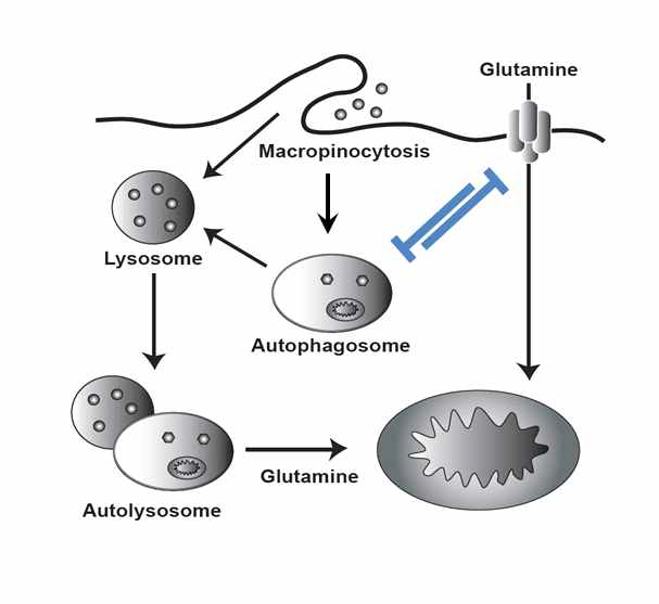 glutamine 대사와 macropinocytosis associated autophagy와의 상보적인 조절기전
