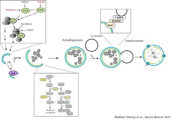 Overview of autophagy pathway