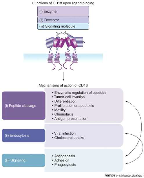 CD13의 기능 및 3가지의 활동 메커니즘