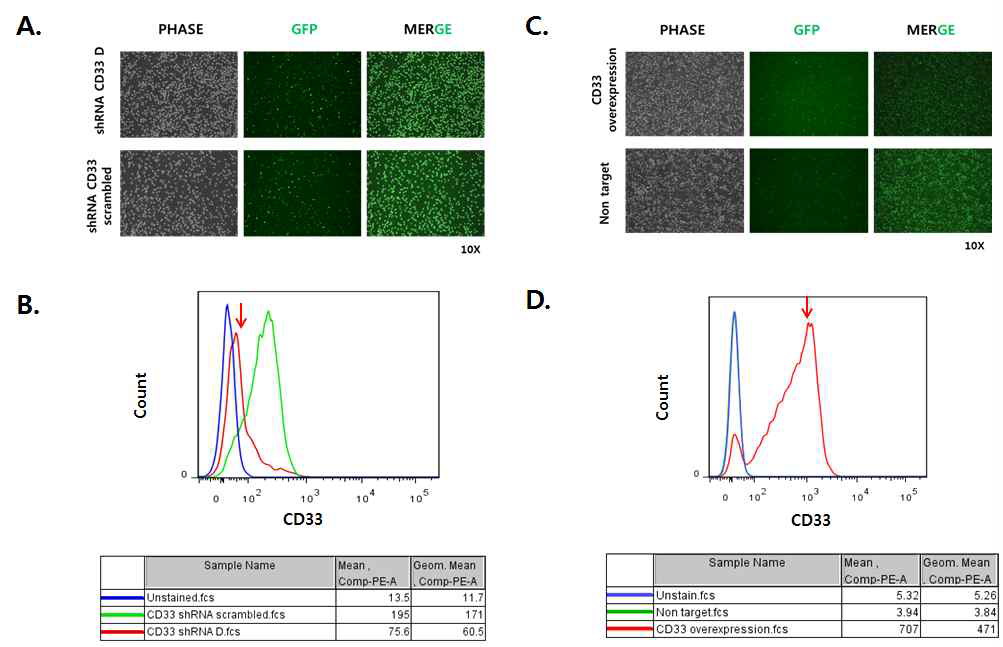 형광 현미경과 FACD를 이용한 CD33 발현 측정 결과.