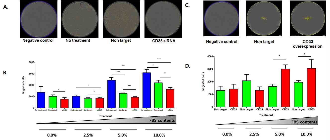 CD33의 발현에 따른 세포의 이동능 검사결과.