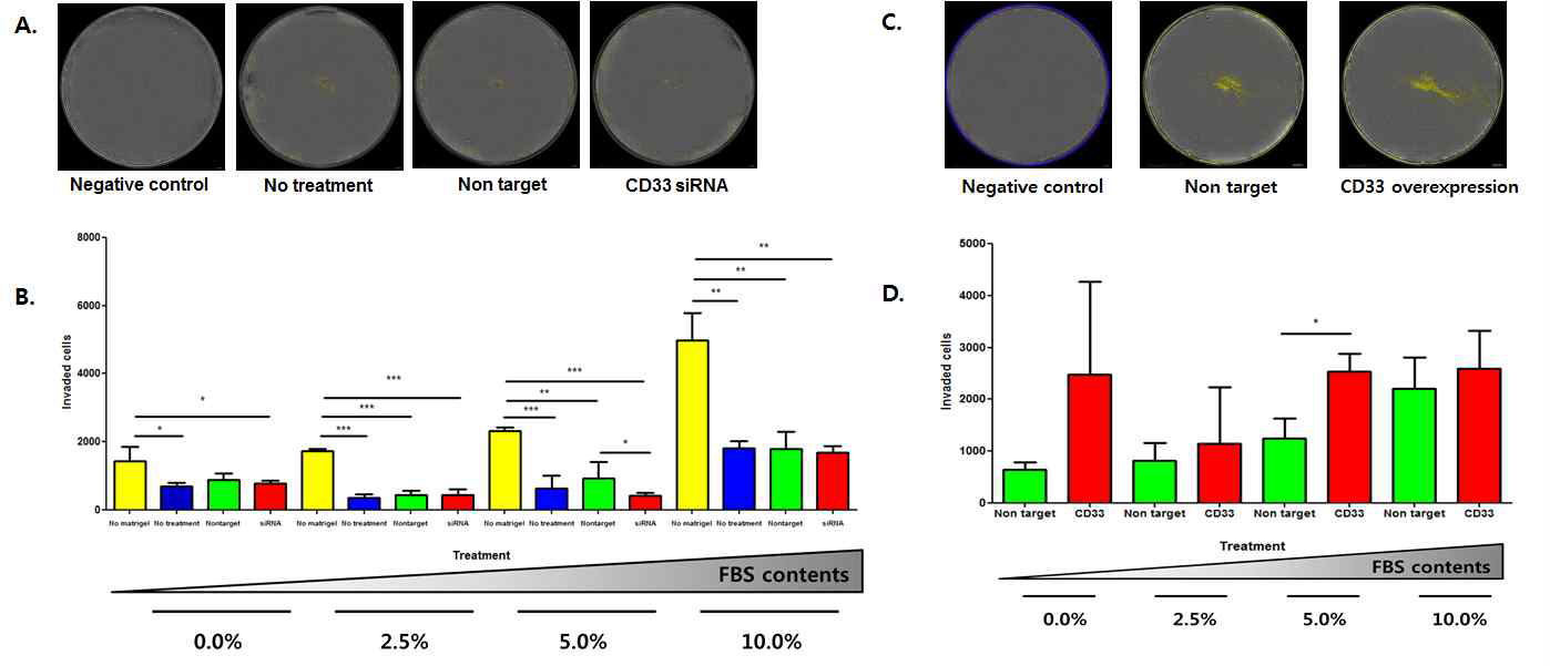 CD33의 발현에 따른 세포의 침습능 검사결과.