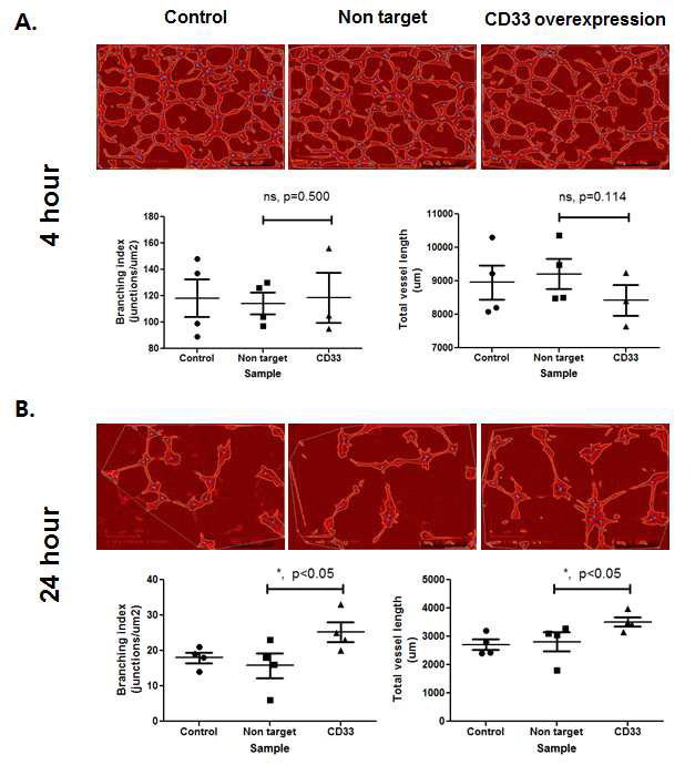 HUVEC의 신생혈관의 관찰은 InCuCyte Zoom 및 Angiotool을 이용하여 측정한 결과.