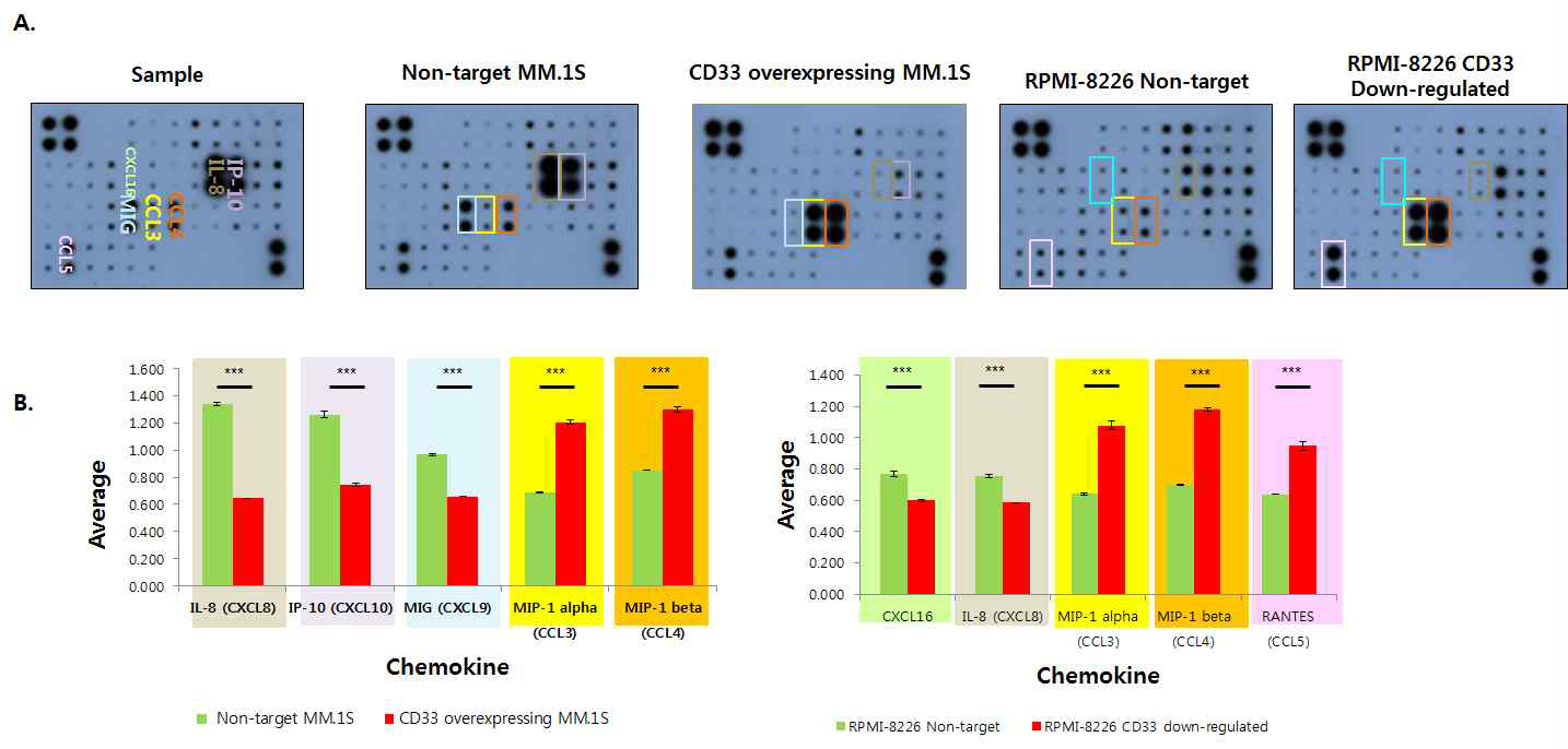 Chemokine antibody array를 이용한 CD33 발현 기전확인.