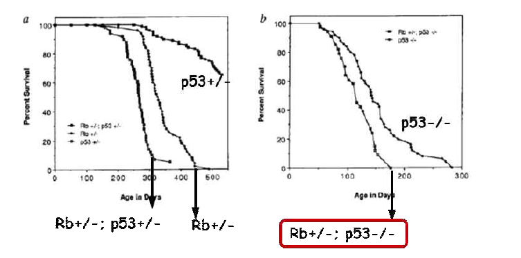 Survival of mice mutation in p53 and Rb.