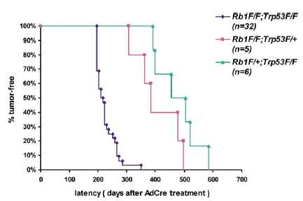Incidence of NE lung tumors in mice carrying conditional Rb1 and Trp53 alleles
