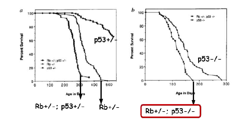Survival of mice mutation in p53 and Rb