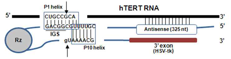 표적 mRNA(위)와 라이보자임 (아래)를 보여줌. 화살표는 타겟 RNA와 라이보자임의 접합 부분