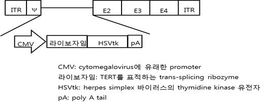 Ad5CRT의 모식도 및 기능