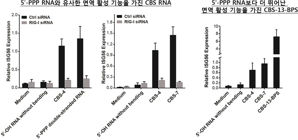 이중나선 굽힘 구조를 이용한 최고의 면역 활성 효과를 갖는 CBS RNA 제작.