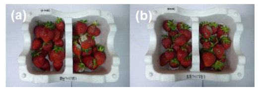 폴리페놀-미네랄 용액을 딸기를 대상으로 코팅 한 후 상태 관찰.