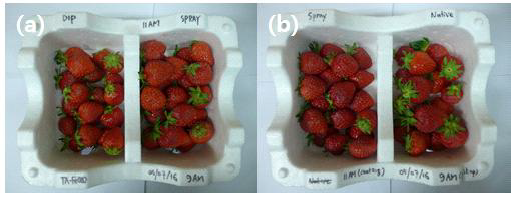 코팅 방식에 따른 딸기 코팅 후 상태 관찰.