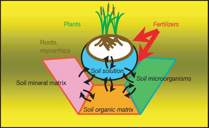 생물과 무생물 과정이 고려된 방사성핵종의 토양에서 식물로의 전이 경로