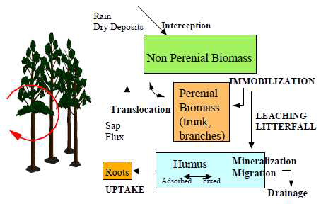 산림생태계내에서의 방사성세슘의 생지화학적 순환 모식도