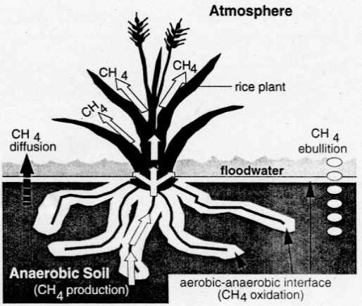 논에서의 메탄 배출 경로