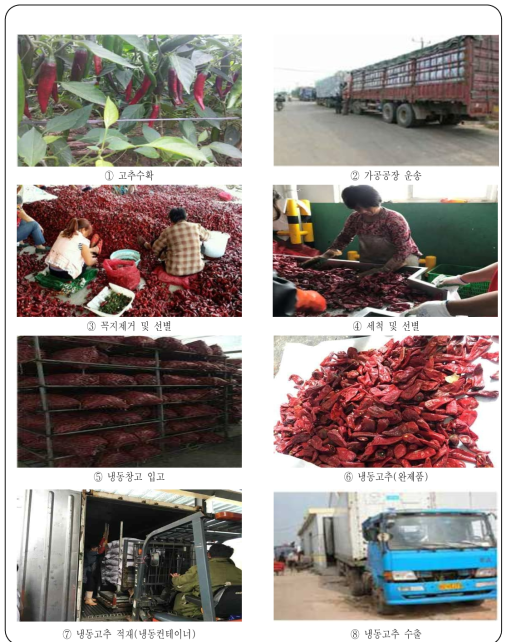 중국 냉동고추 가공 및 수출 과정