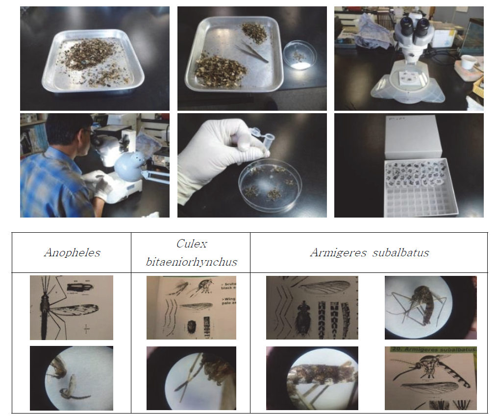 모기의 분류 및 동정