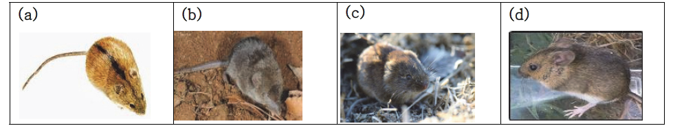 (a)등줄쥐 (Apodemus agrarius ningpoensis) (b)땃쥐 (Crocidura suaveolens) (c)비단털들쥐 (Korean red-backed vole) (d)흰넓적다리붉은쥐 (Apodemus speciosus)