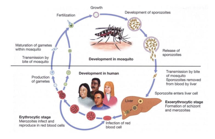 말라리아의 생활환(라이프사이언스)
