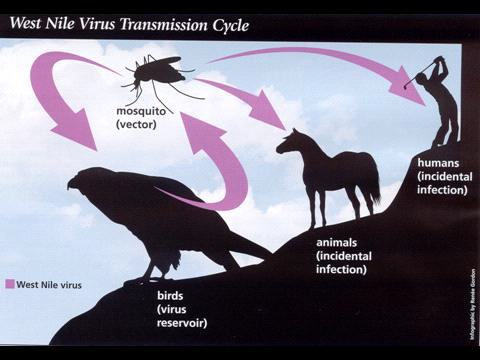 Transmission cycle of West Nile virus