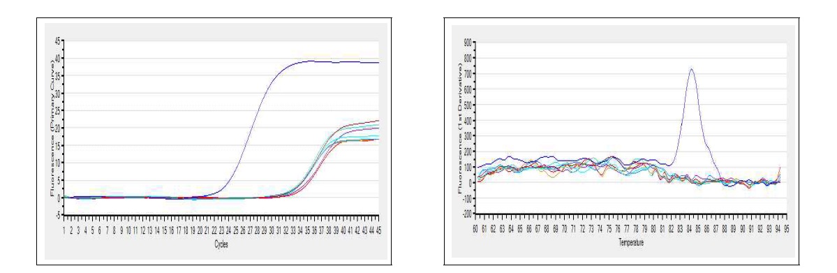 Examples of an amplification plot and melting curves for Flavivirus detection from mosquitoes collected at a cow shed in Miryang, April, 2014