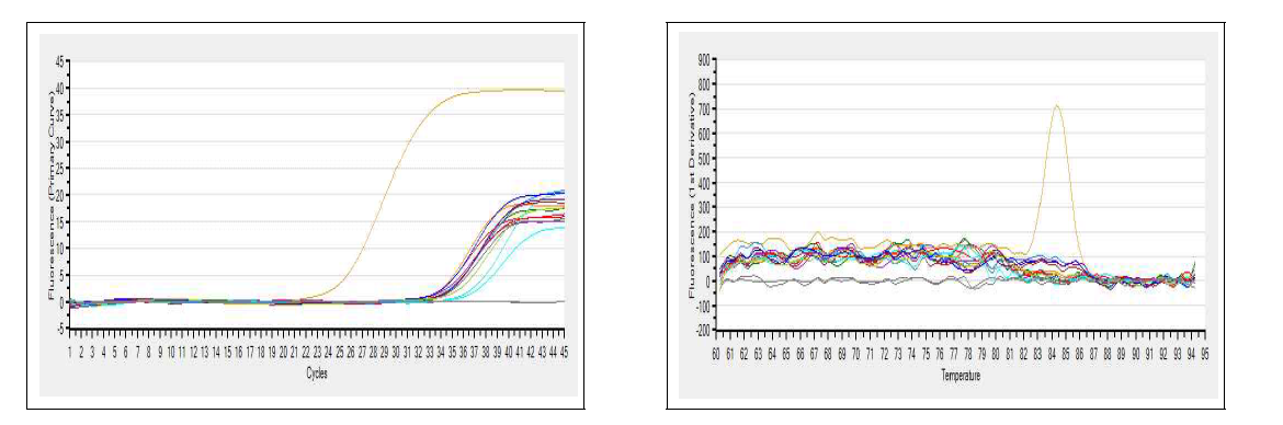 Examples of an amplification plot and melting curves for Flavivirus detection from mosquitoes collected at a wild bird refuge in Eulsukdo, Busan, May, 2014