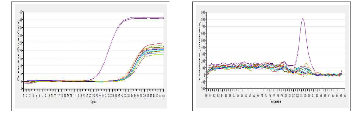 Examples of an amplification plot and melting curves for Flavivirus detection from mosquitoes collected at an air port in Gangseo-gu, Busan, June, 2014