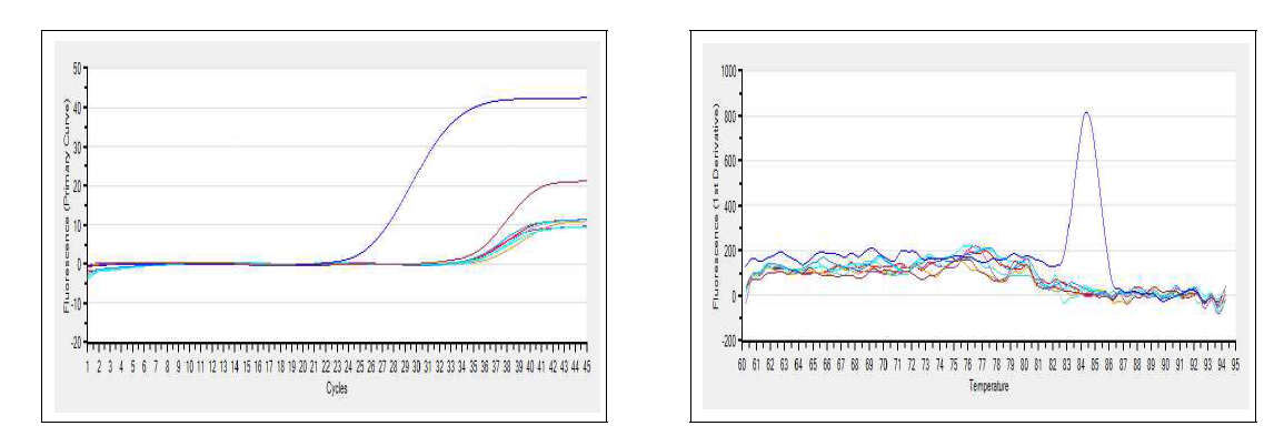 Examples of an amplification plot and melting curves for Flavivirus detection from mosquitoes collected at a cow shed in Hapcheon, June, 2014